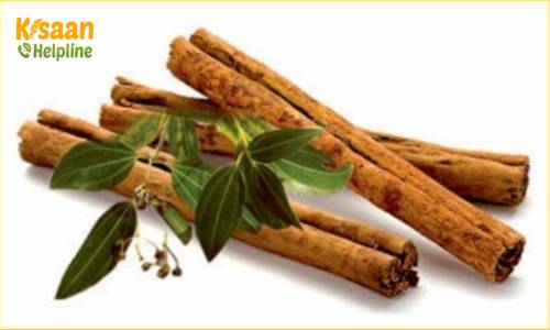 Cinnamon (दालचीनी)